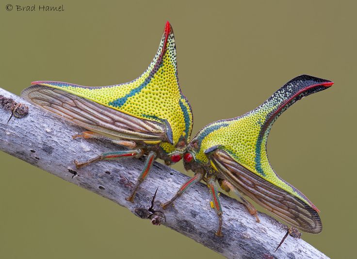 two colorful bugs sitting on top of a tree branch next to each other and touching noses