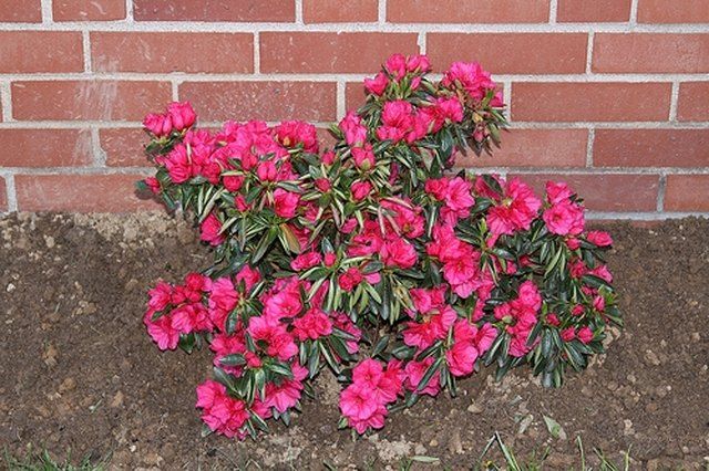 pink flowers growing out of the ground in front of a brick wall