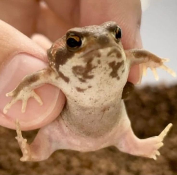 a close up of a person holding a small frog