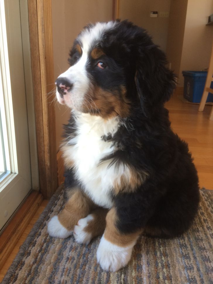 a black and white dog sitting on top of a rug next to a door way