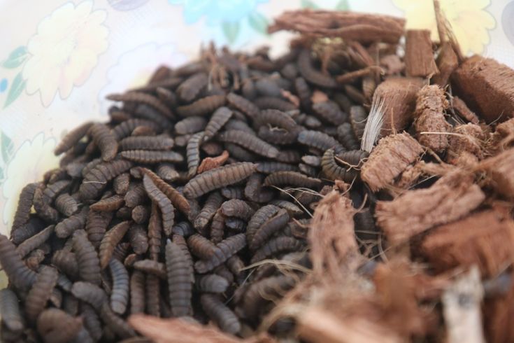 a bowl filled with brown bugs sitting on top of a table