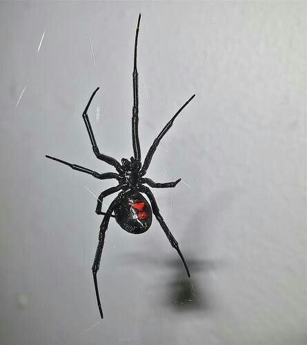 a black and red spider sitting on its web