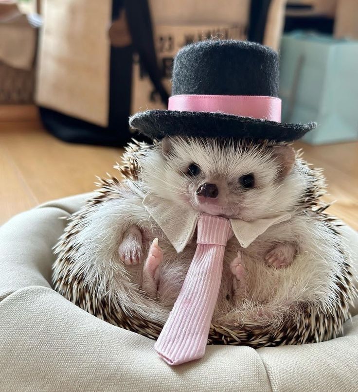 a hedgehog with a pink tie and a black top hat is sitting on a pillow