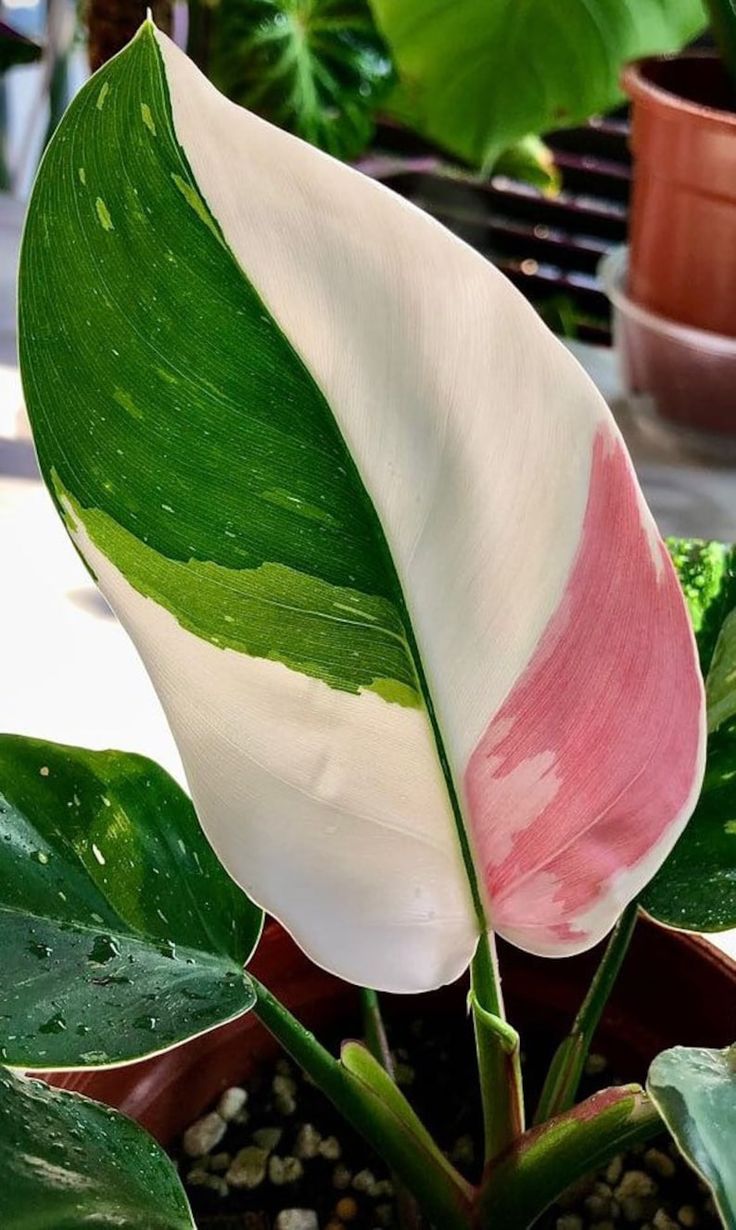 a large pink and white flower in a pot on a table next to other plants