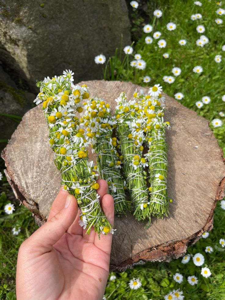 Handmade Chamomile Bundles for Smudging Ritual.  Grown with love in our natural garden.  Each lenght is about 20 cm. Smudging Ritual, Stick Candles, Homemade Essential Oils, Nature Witch, Witch Diy, Magical Life, Season Of The Witch, Spells Witchcraft, Witch Aesthetic