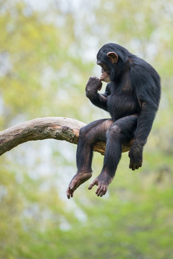 a chimpan sitting on top of a tree branch with its hands in his mouth