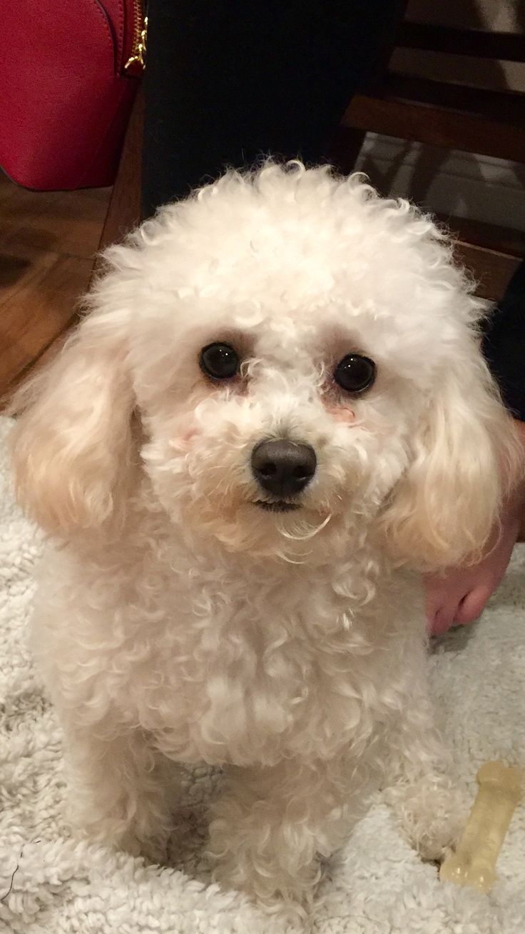 a small white dog sitting on top of a rug next to a person's hand