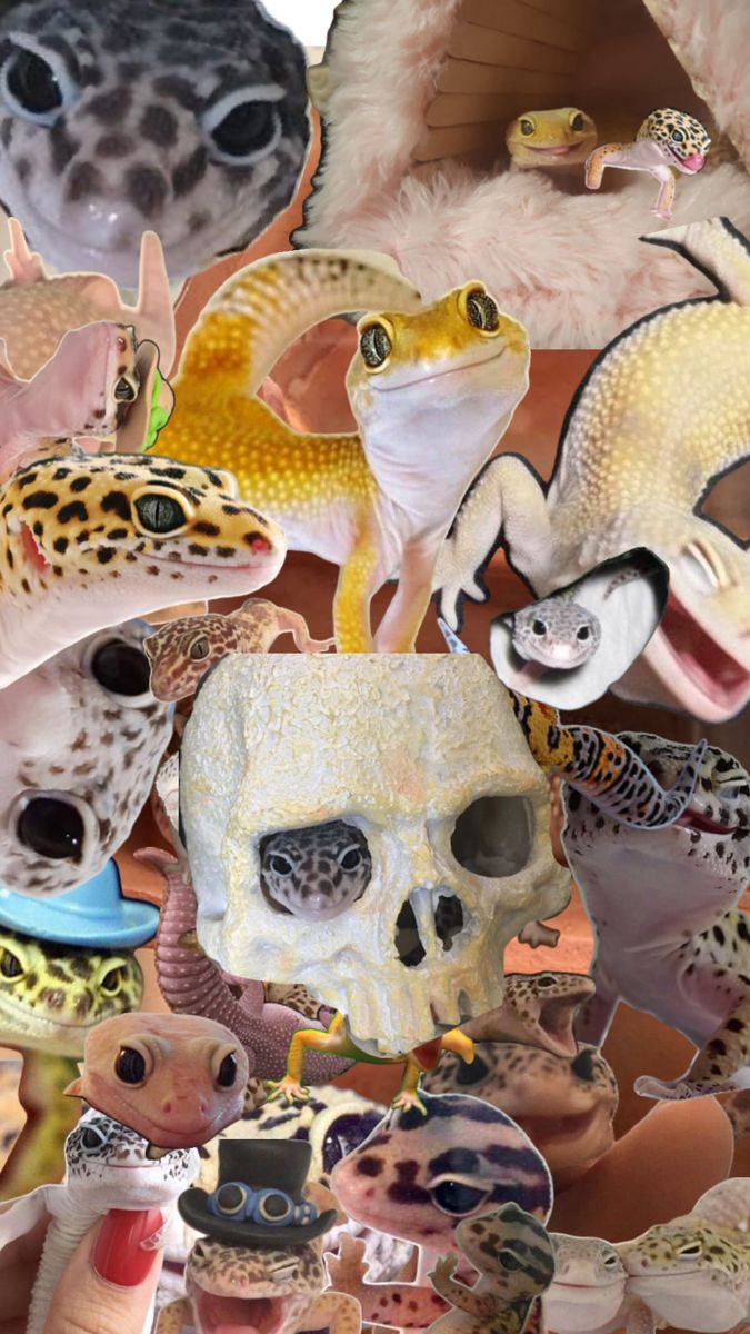 many different types of animals and skulls in the shape of human heads, with one animal's head sticking out from its mouth