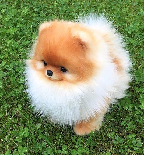 a small brown and white dog sitting in the grass