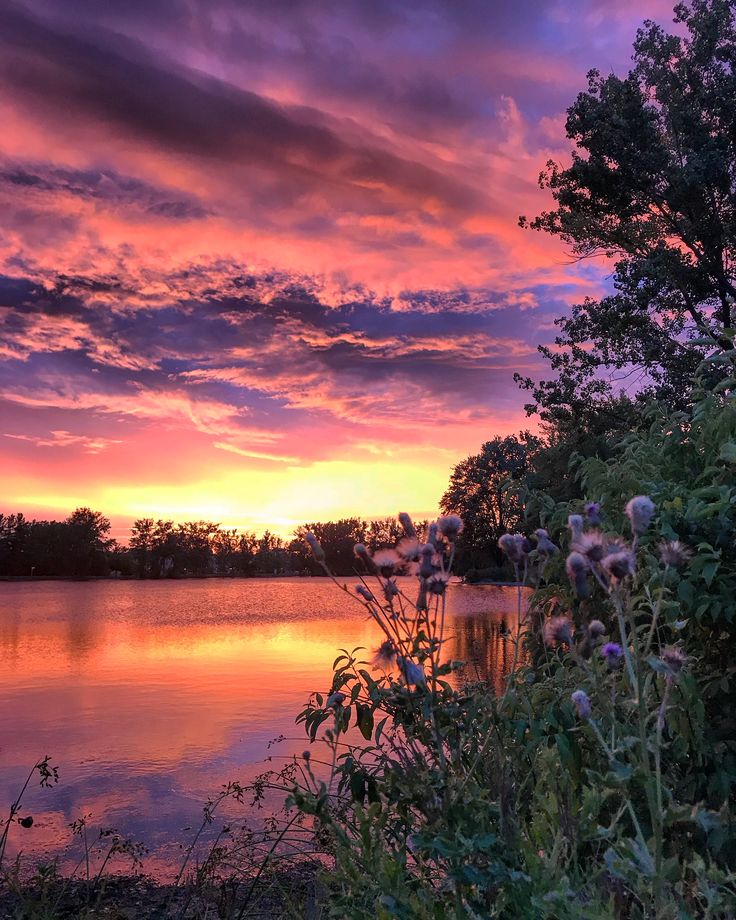 the sun is setting over a lake with wildflowers