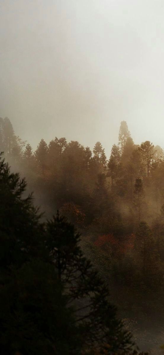 trees in the mist on a foggy day