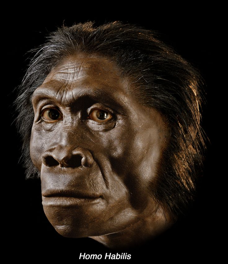 an image of homo habulus from the early 20th century, with text that reads homo habulus