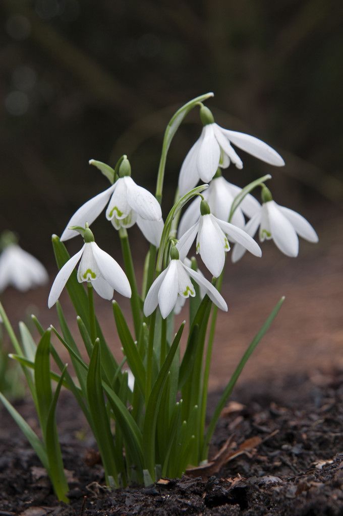 some white flowers are growing out of the ground