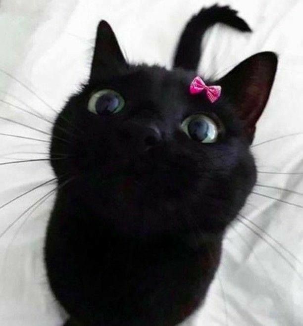 a black cat with a pink bow on it's head looking at the camera