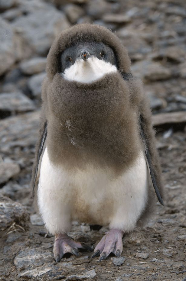 a small penguin standing on top of a rocky ground covered in dirt and rocks, with its head turned to the side