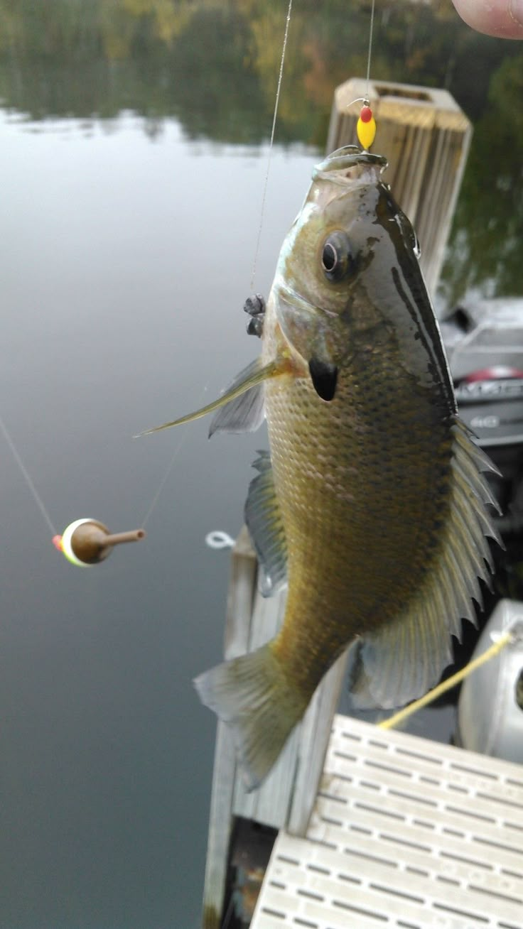 a large fish is hooked up to a fishing hook on a boat in the water