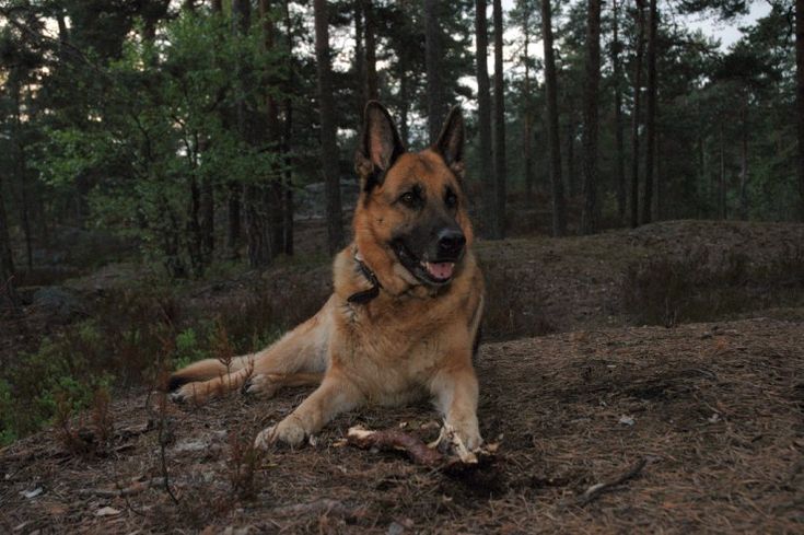 a large brown dog laying on top of a forest floor