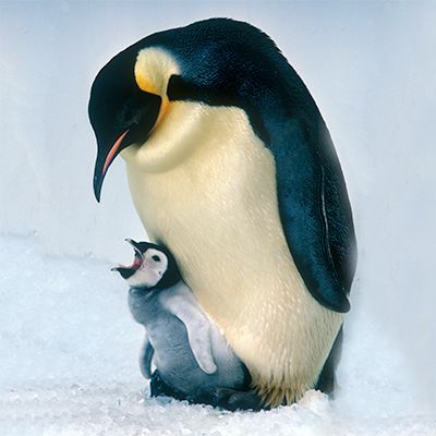 an adult penguin with its baby in the snow