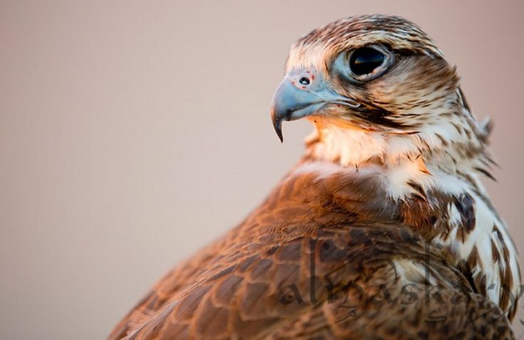 a brown and white bird with blue eyes