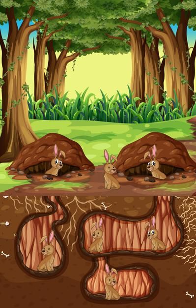 the rabbit hole in the forest is filled with mud and other things that are under it