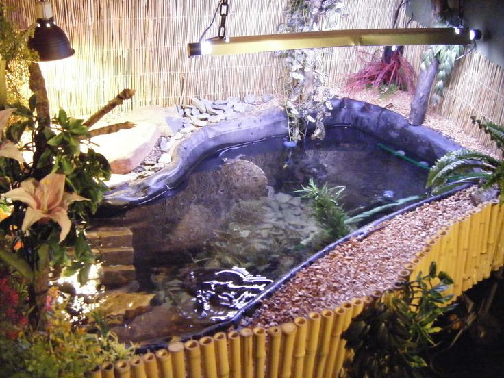 a fish pond in the middle of some plants