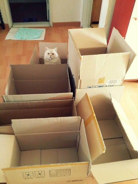 a cat is sitting in some boxes on the floor