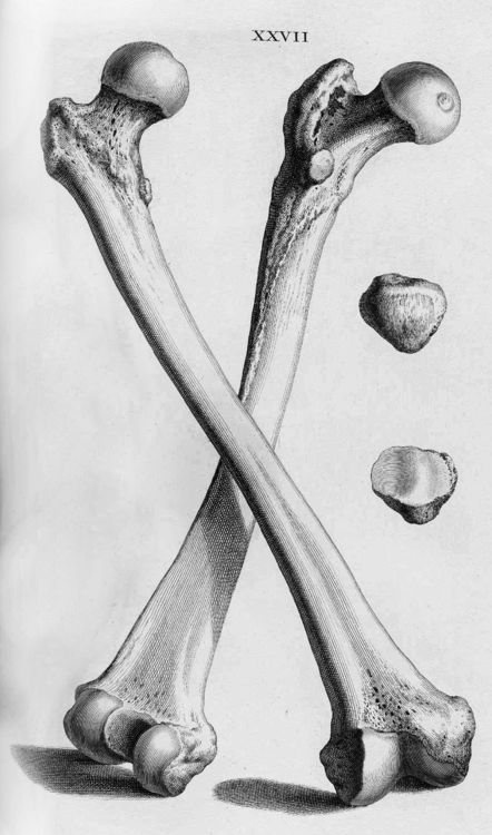 two bones are shown in this drawing