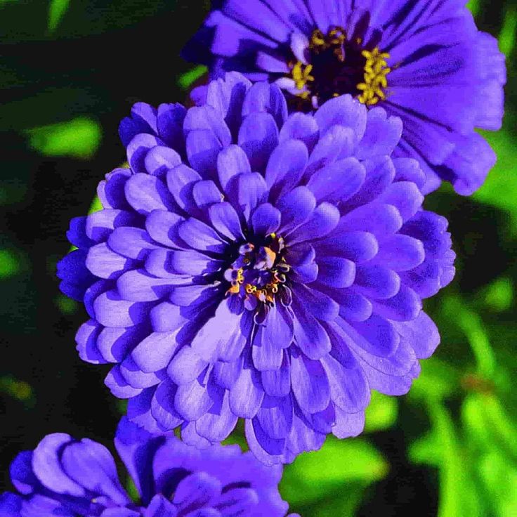 two purple flowers with green leaves in the background