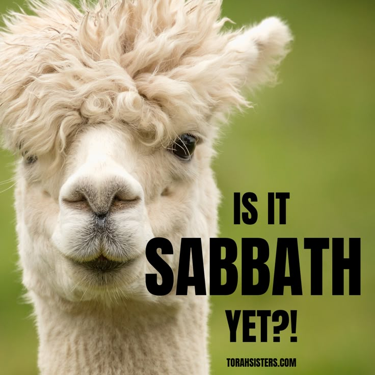 an alpaca with its hair blowing in the wind and texting is it sababath yet?