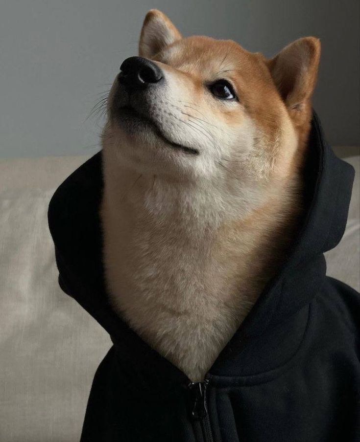 a dog wearing a black hoodie looking up