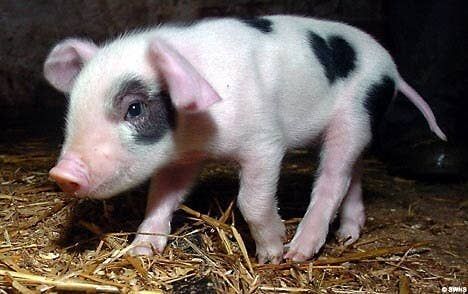 a small black and white pig standing on top of dry grass next to a pile of hay