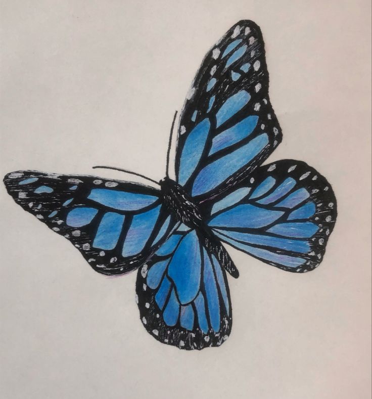 a drawing of a blue butterfly on a white paper with black outline and dots in the wings