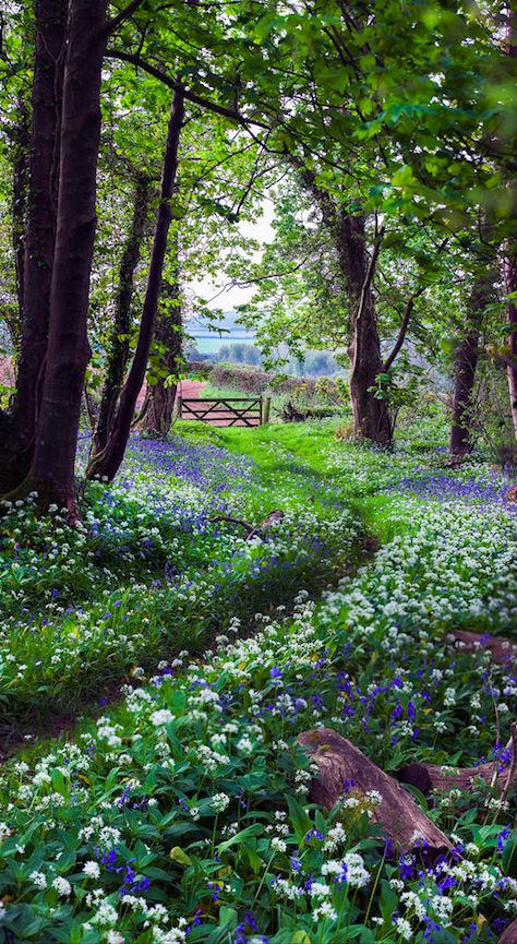 bluebells and white flowers in the woods