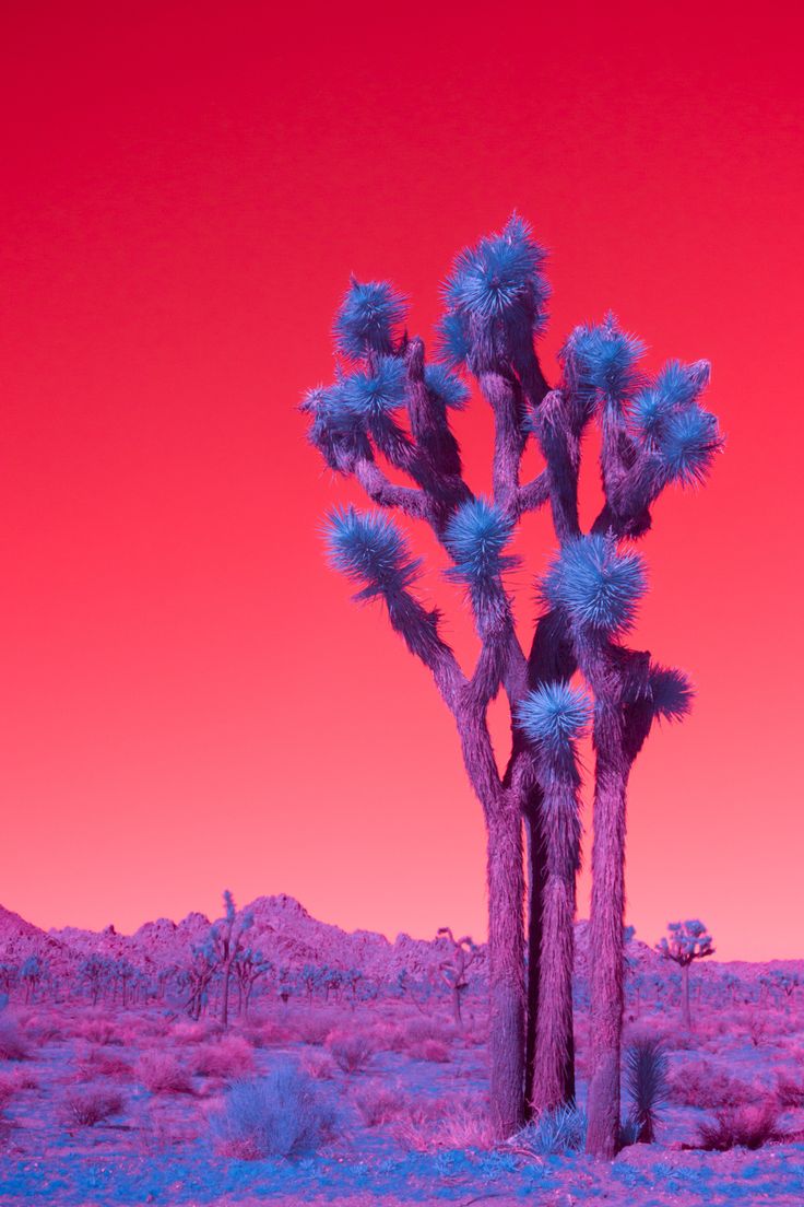 a large cactus tree in the middle of a desert with pink and blue sky behind it