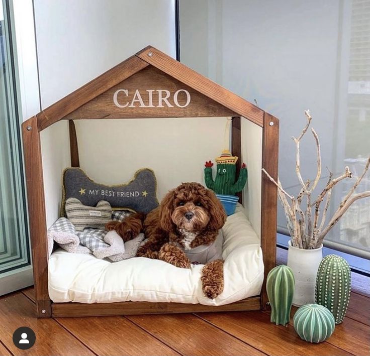 a brown dog laying on top of a bed next to cactus and cacti