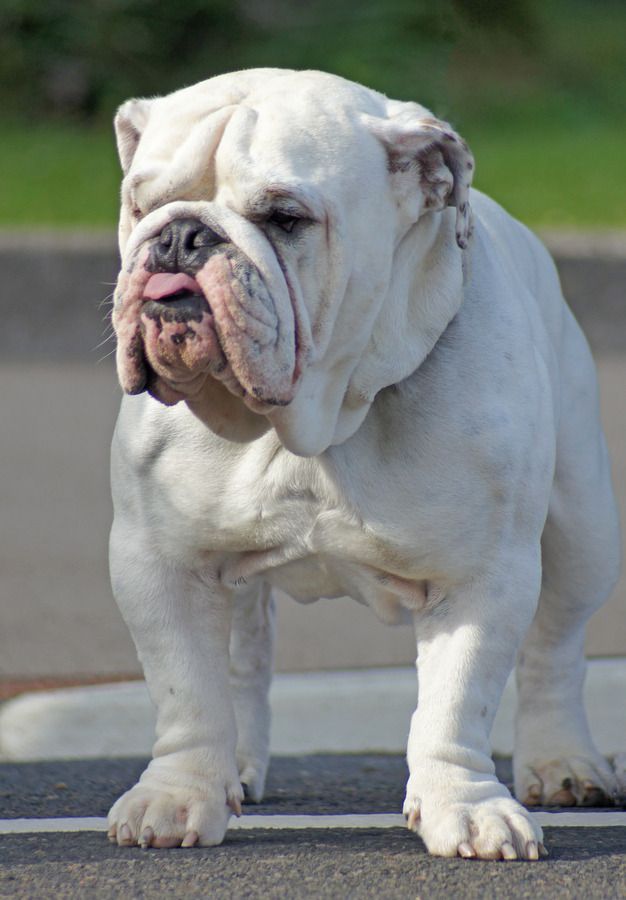 a white dog standing on top of a street