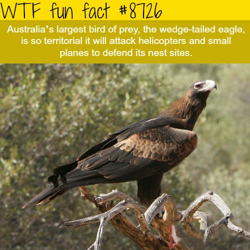 a large bird sitting on top of a tree branch next to a forest filled with trees