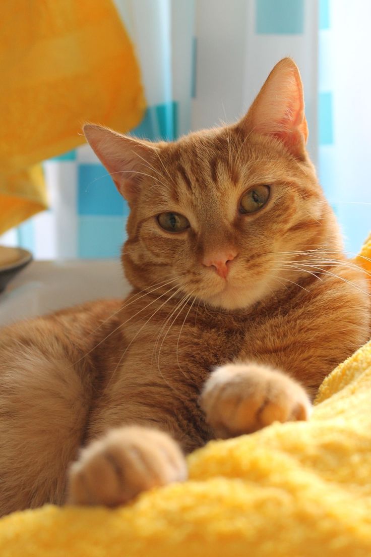 an orange cat laying on top of a bed next to a yellow blanket and pillows