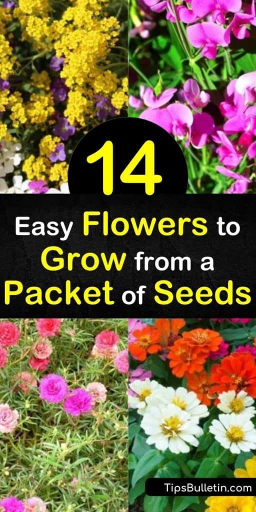 Starting Flowers From Seeds, Easy Flowers To Grow, Planting Flowers From Seeds, Fast Growing Flowers, Easy To Grow Flowers, Easiest Flowers To Grow, Gardening Tricks, Easy Perennials, Flowers To Grow