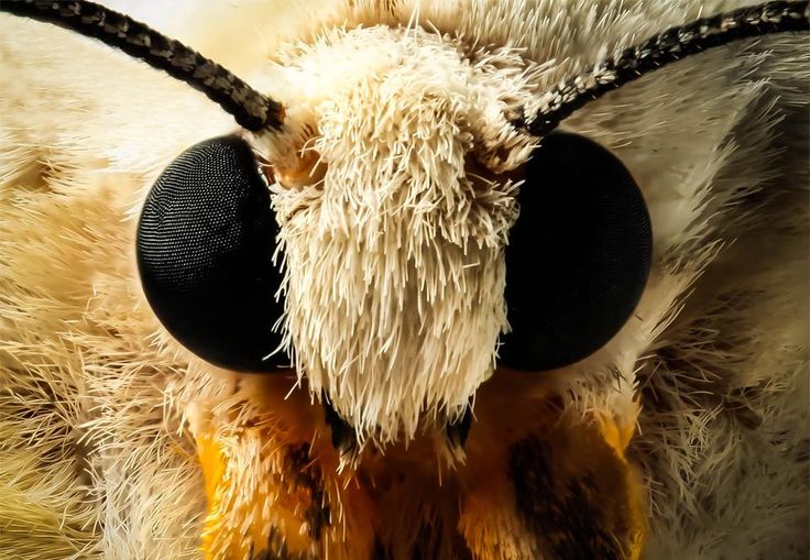 a close up view of the back end of a butterfly's head and eyes