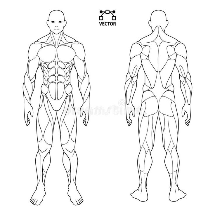 the front and back view of a man's muscular body, with muscles highlighted