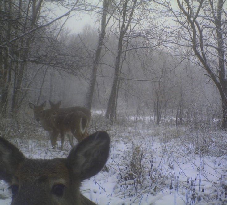 two deer standing in the snow near trees