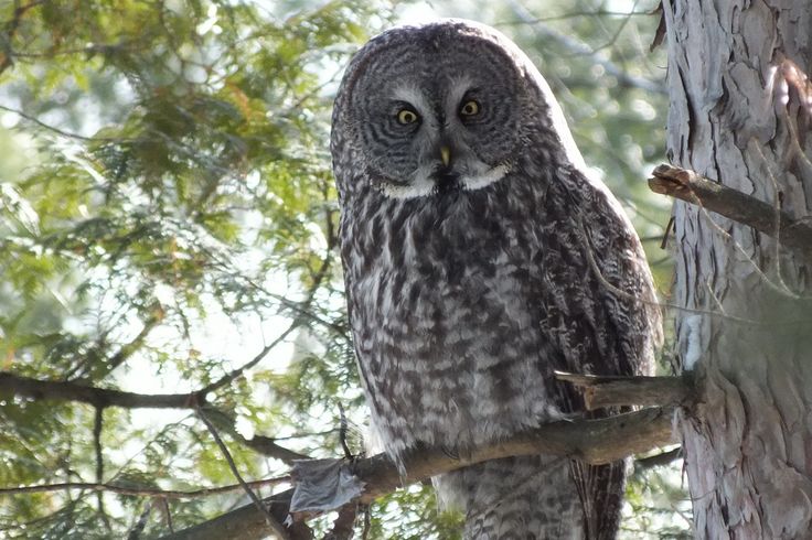 an owl sitting on top of a tree branch