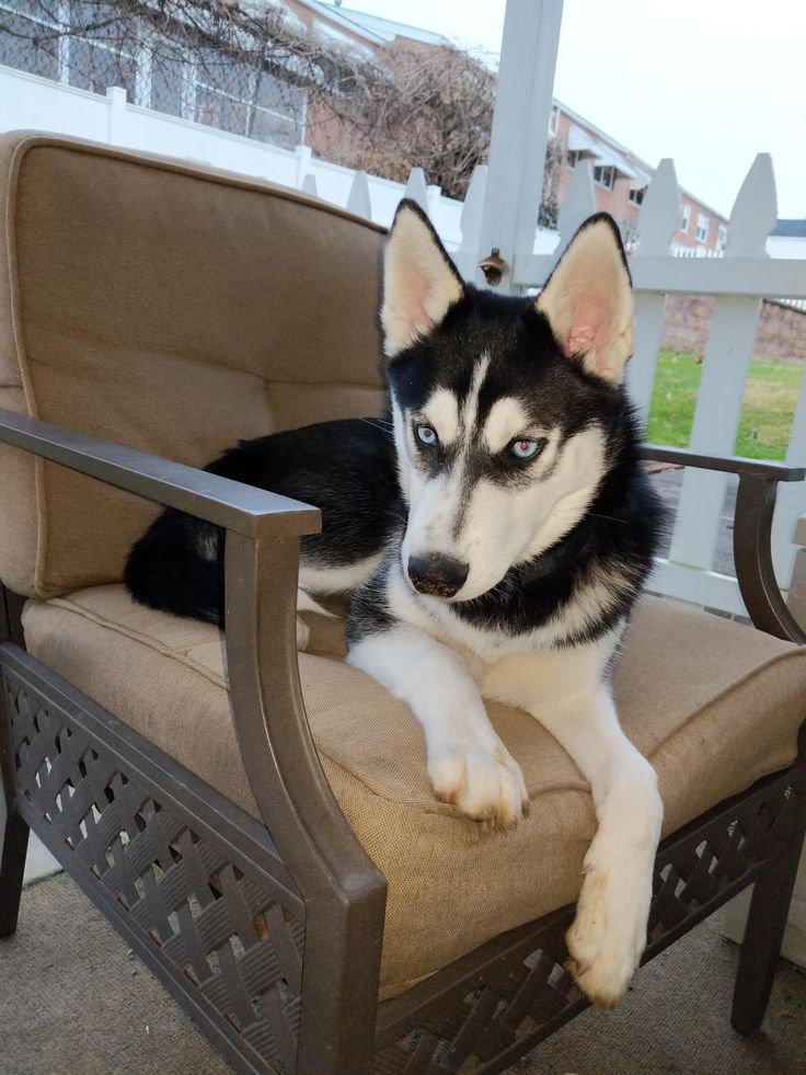 a black and white husky dog laying on top of a brown chair next to a fence