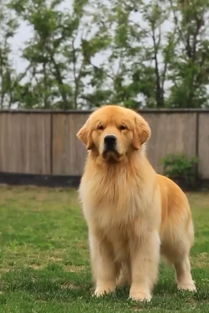 a large brown dog standing on top of a lush green field