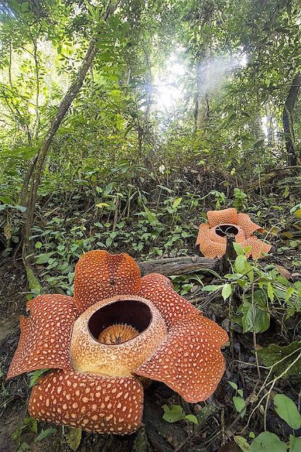 a large flower in the middle of a forest