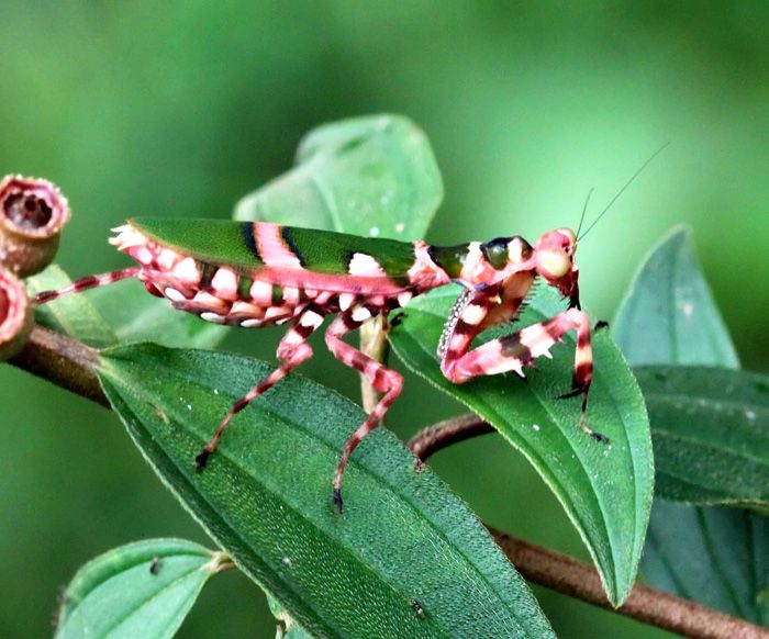 a bug sitting on top of a green leaf next to a plant with red and white spots