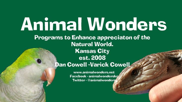 Animal Wonders