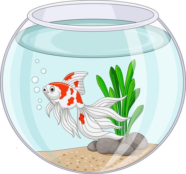 a goldfish swimming in an aquarium filled with water and rocks, surrounded by plants