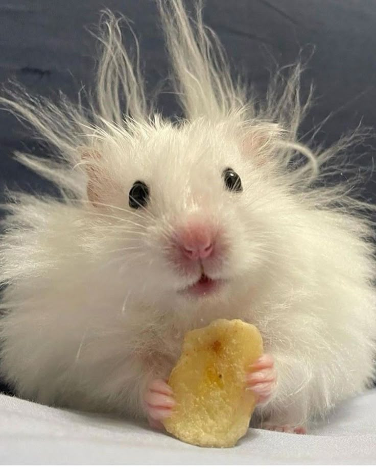 a white rat with long hair holding a piece of bread in it's paws